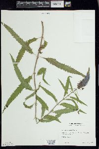 Veronica longifolia image