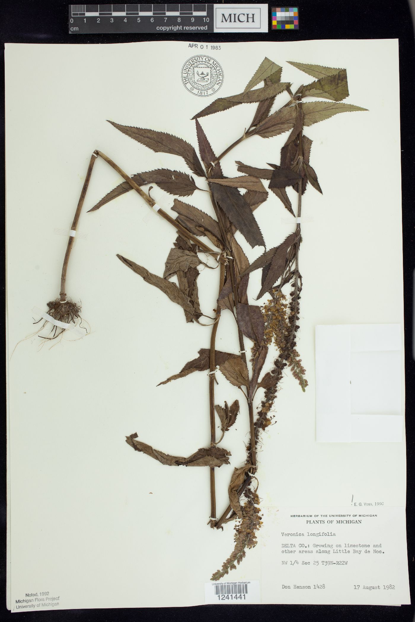 Veronica longifolia image