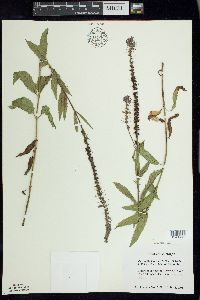 Veronica longifolia image