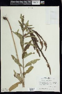 Veronica longifolia image