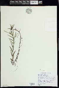 Veronica scutellata image