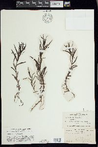 Veronica scutellata image