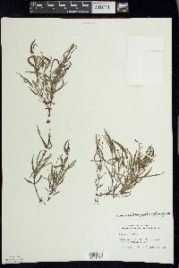 Veronica scutellata image