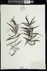 Veronica scutellata image