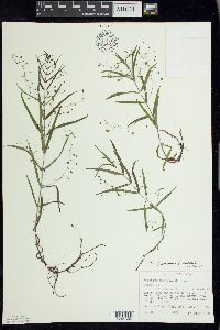 Veronica scutellata image