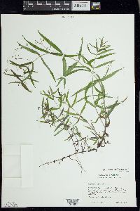 Veronica scutellata image