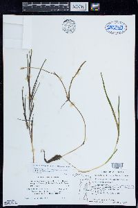 Stuckenia filiformis subsp. occidentalis image