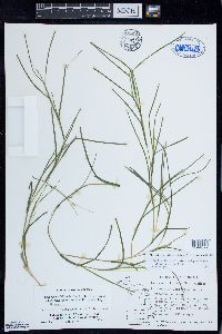 Stuckenia filiformis image