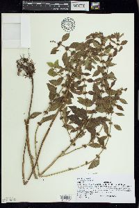 Mentha canadensis image