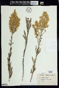 Solidago speciosa image