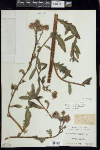 Cirsium arvense var. arvense image