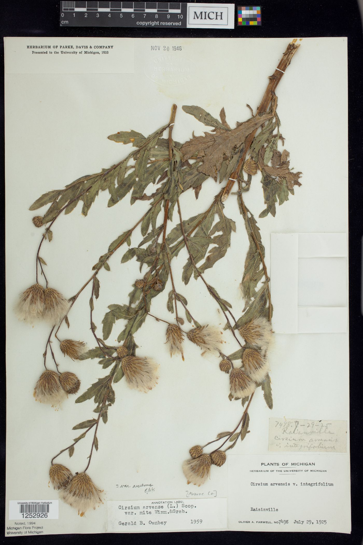 Cirsium arvense var. arvense image