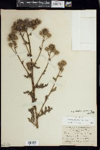 Cirsium arvense f. albiflorum image