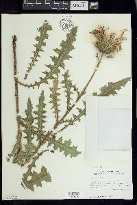 Cirsium hillii image