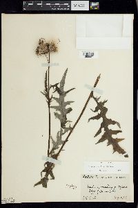 Cirsium muticum image