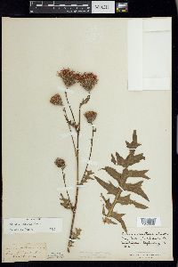 Cirsium muticum image