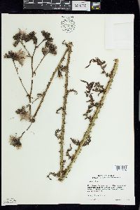 Cirsium palustre image