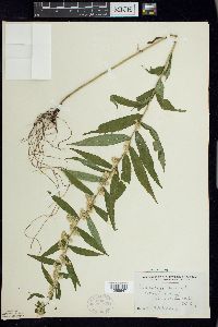 Solidago caesia image