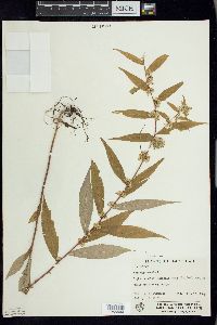 Solidago caesia image