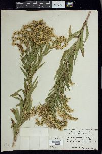 Solidago canadensis var. canadensis image