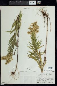 Solidago canadensis var. canadensis image