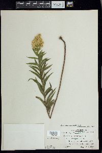 Solidago canadensis var. canadensis image