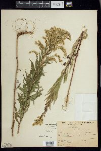 Solidago canadensis var. canadensis image