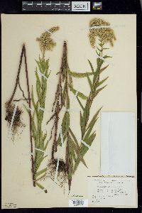 Solidago canadensis var. canadensis image