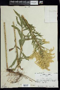 Solidago canadensis var. hargeri image