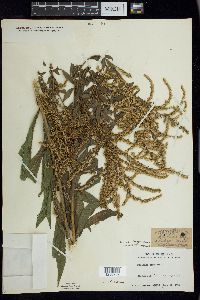 Solidago canadensis var. hargeri image