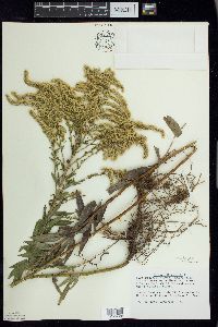 Solidago canadensis var. hargeri image