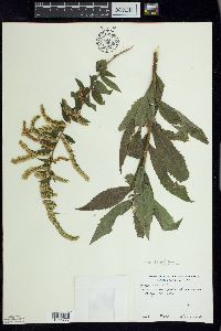 Solidago canadensis var. hargeri image