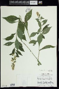 Solidago flexicaulis image