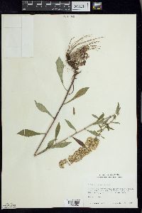 Solidago hispida image