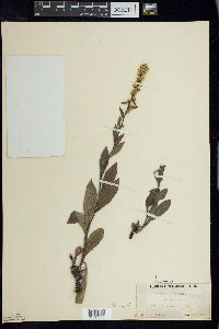 Solidago hispida image