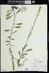 Solidago hispida image