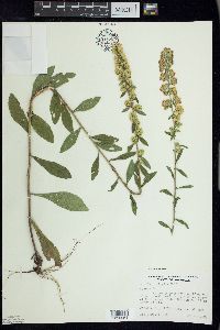 Solidago hispida image