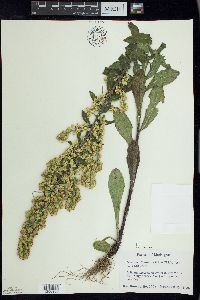 Solidago hispida image