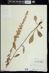 Solidago hispida image