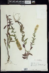 Solidago hispida image