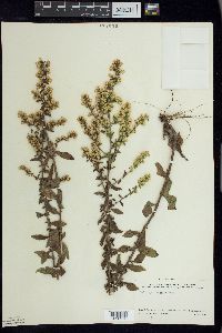 Solidago hispida image