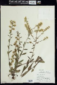 Solidago hispida image