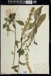 Solidago hispida image