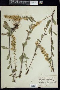 Solidago hispida image