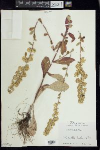 Solidago hispida image