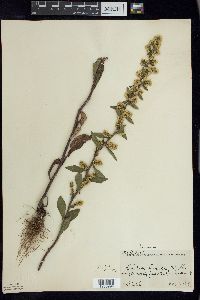 Solidago hispida image