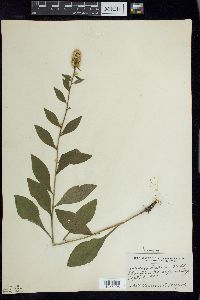 Solidago hispida image