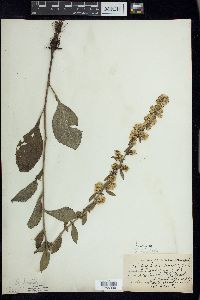 Solidago hispida image