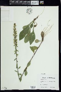 Solidago hispida image