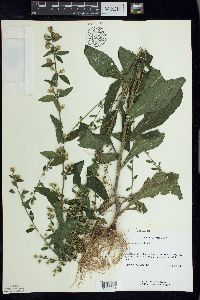 Solidago hispida image